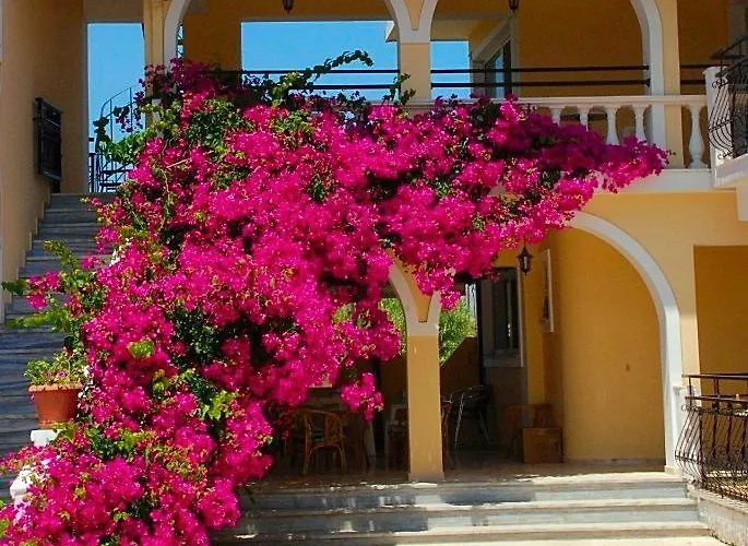 Zante 523